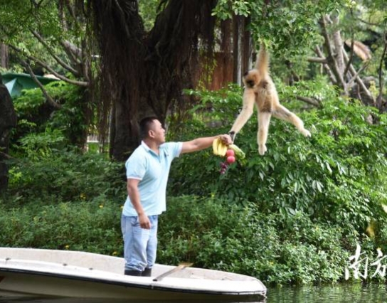過(guò)節了！深圳野生動(dòng)物園長(cháng)臂猿喜獲“水果大餐”