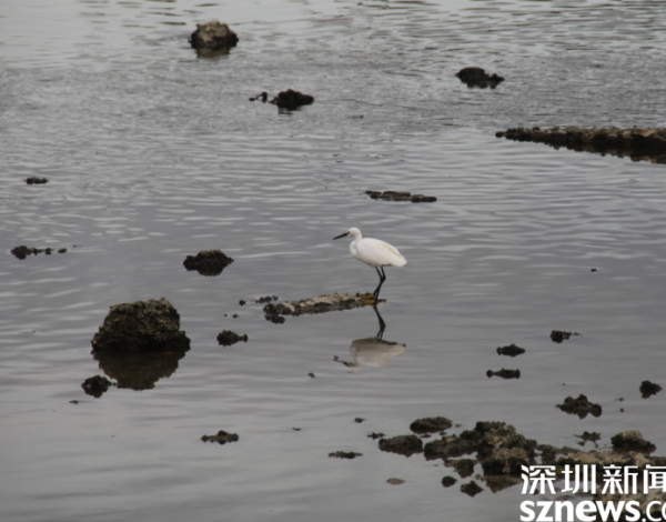 環(huán)境好不好 鳥(niǎo)兒說(shuō)了算 候鳥(niǎo)在深圳灣“吃得好玩得歡” 一年回歸3種國家重點(diǎn)保護野生動(dòng)物